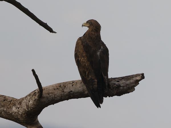 <h3><a href="/trips/tanzania/biota/animalia/chordata/aves/017 accipitriformes/004 accipitridae/aquila rapax/aquila rapax-nl.html">Aquila&nbsp;rapax</a> / Tawny&nbsp;eagle / Savannearend</h3>OM-1 Mark II met OLYMPUS M.150-400mm F4.5, 1/2000 sec  bij F4.5, ISO 400, afstand 65.5&nbsp;m